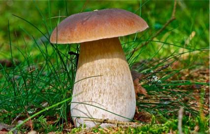 Белый гриб, ложный белый и другие двойники, рецепты приготовления боровиков Боровик форма ножки цвет шляпки съедобность