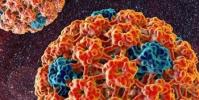Типы болезни папилломавирус человека (ВПЧ): симптомы и лечение Что за болезнь вирус папилломы человека