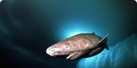Жизнь гренландской полярной акулы Гренландская акула нападает на человека