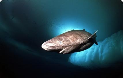 Жизнь гренландской полярной акулы Гренландская акула нападает на человека