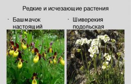 Животные и растения Красной книги России: под угрозой исчезновения